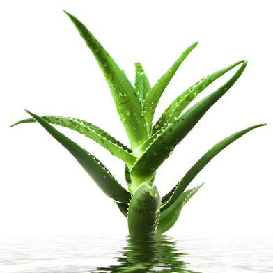 aloefav aloefav